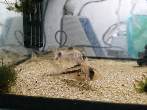 コリドラス パンダの繁殖方法について 熱帯魚 淡水魚 海水魚の図鑑