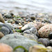 {location}: Lummi Island 2012
