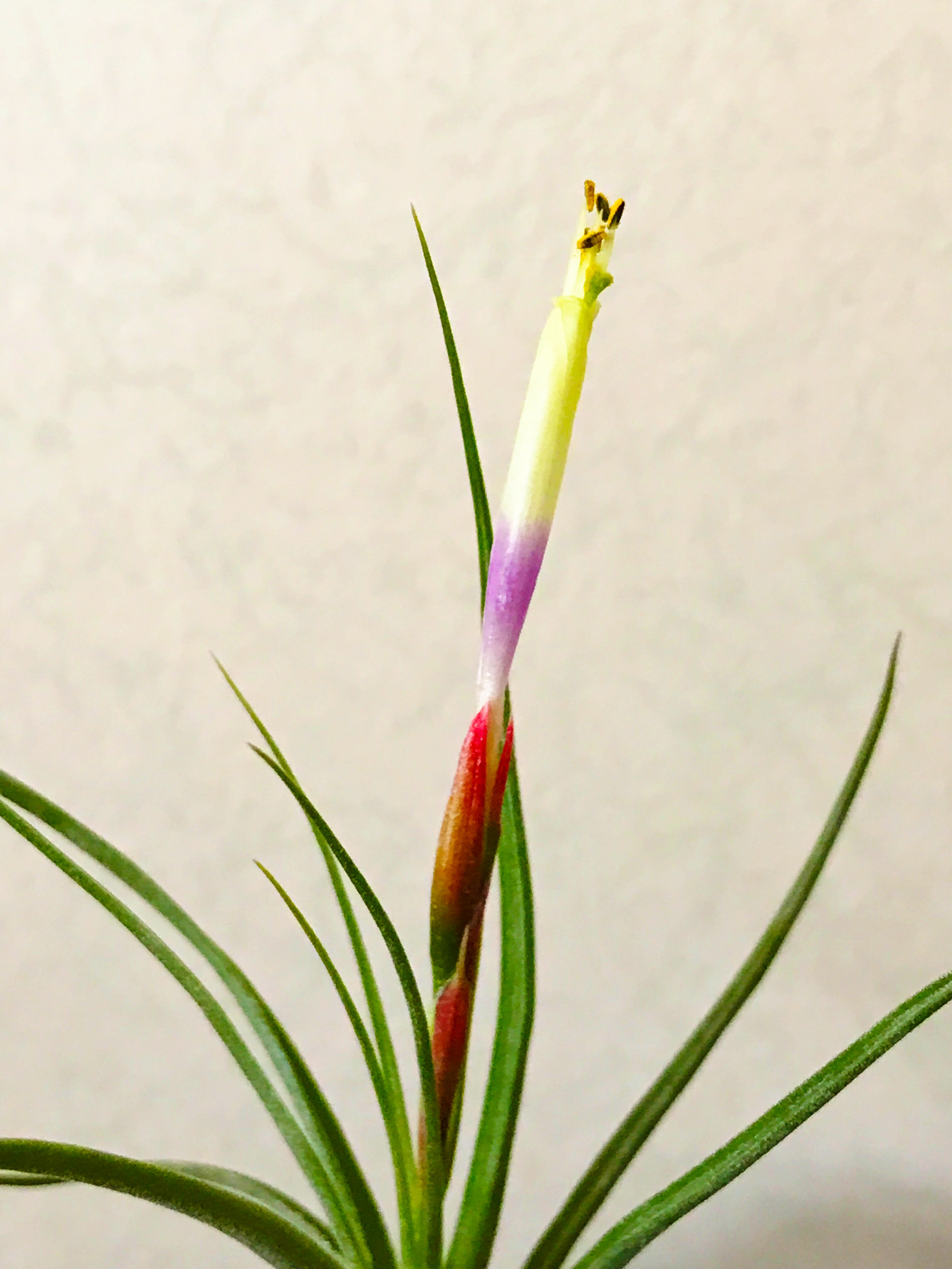 チランジア ムーンライト Tillandsia Moonlight ティランジア育て方 図鑑 Frontier Plants フロンティアプランツ