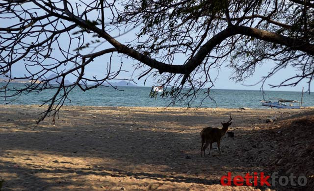Menikmati Keindahan Pulau Komodo