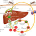 Diagram Of Liver Cell - Cell Nucleus: Definition, Structure, & Function, with Diagram : It is located in the anterior portion of the abdominal cavity in most vertebrates.