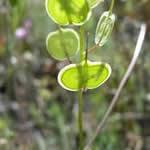 Hierba delos anteojos planta medicinal