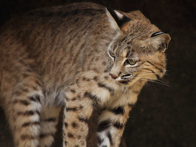 Bobcat 20130614 - Copy