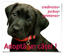 Credincios, jucaus, prietenos