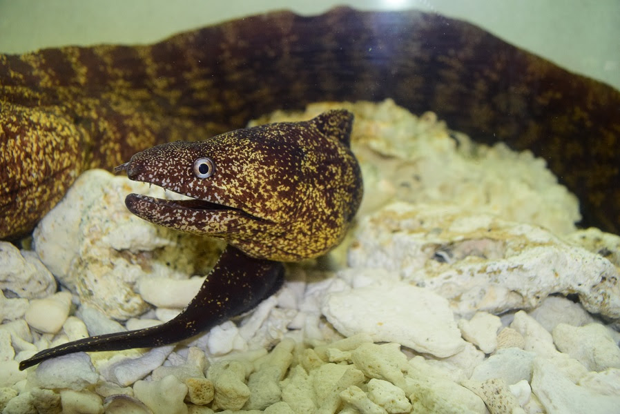 番外編紹介 静岡市の熱帯魚専門店 大型魚 古代魚 珍魚 World Rivers