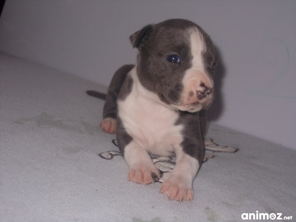 Magnifiques Chiots American Staff Bleu Lof Eure 27 Sur Animoz Net