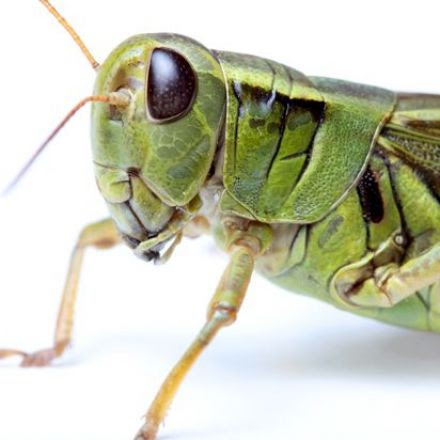 Why one student is challenging America to start eating bugs