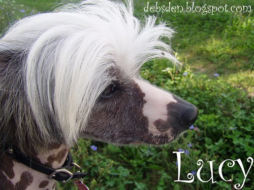 LucyLu5