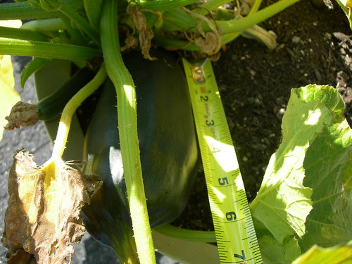 2009-06-27 Zuccinni (3)