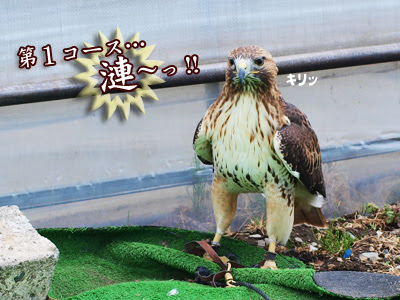 猛禽の漣くん 一応 レッドテールホークという立派な種類の鷹のはずですが ちょログ 楽天ブログ