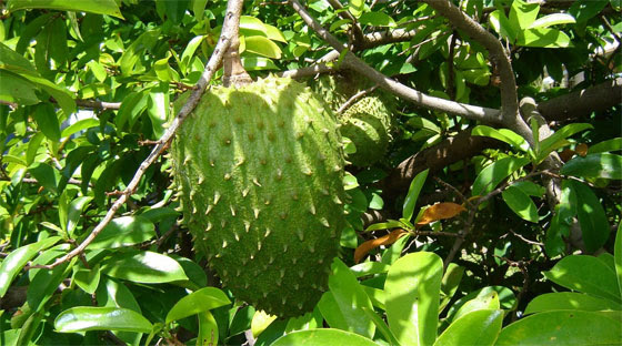 Guyabano Boosts Immune System Reach Unlimited