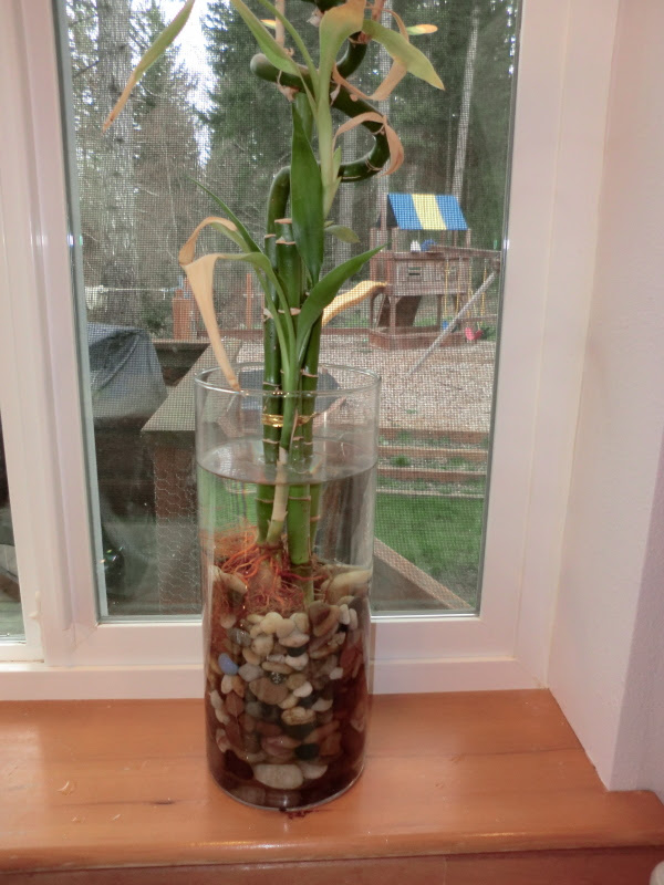 Growing Plants in Water  ThriftyFun