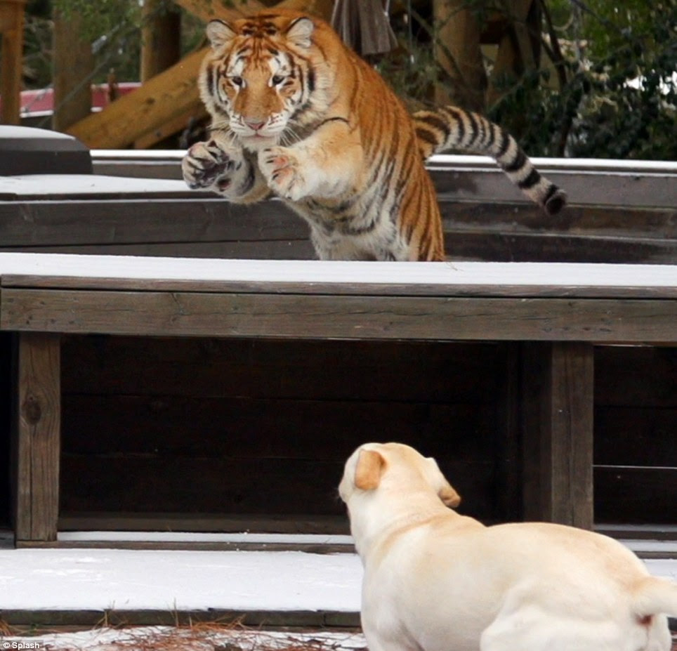 Can I jump in?: Another tiger leaps down to Buda to play in the snowy field at the T.I.G.E.R. sanctuary in Myrtle Beach