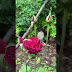 2025 Beautiful Flowers at my Home Garden 