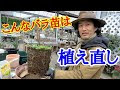 [最も好ましい] バラ 土 替え 296852-バラ 鉢植え 土 替え