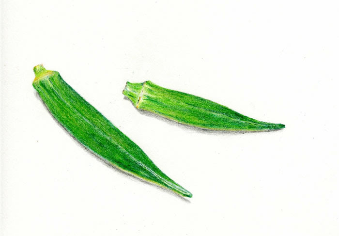 Beltaのcolored Pencil Gallery 色鉛筆ギャラリー Okra