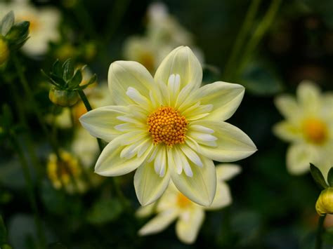 Download live wallpapers for me and enjoy it on your iphone, ipad and ipod touch. Dahlia Yellow Flowers High Quality Flower Wallpaper For
