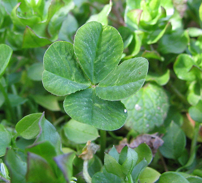 File:Four-leaf clover.jpg