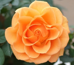 ミニバラ パレード ポールセンローズ カーラの販売 通販 5000円以上のお買上げで送料無料 パンジー ビオラ パフィオペディラム 胡蝶蘭 リカステ デンドロビウム 花 花の苗 野菜苗 フラワーギフト ギフトラッピングの通販 ラ フルール