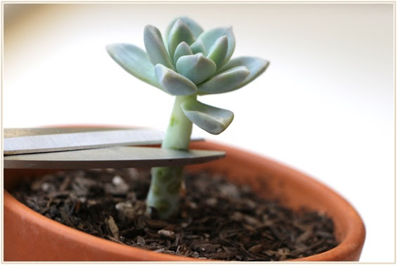 葉挿し 挿し木 株分けどれがいい 種類別多肉植物の増やし方 Lettre Du Nature