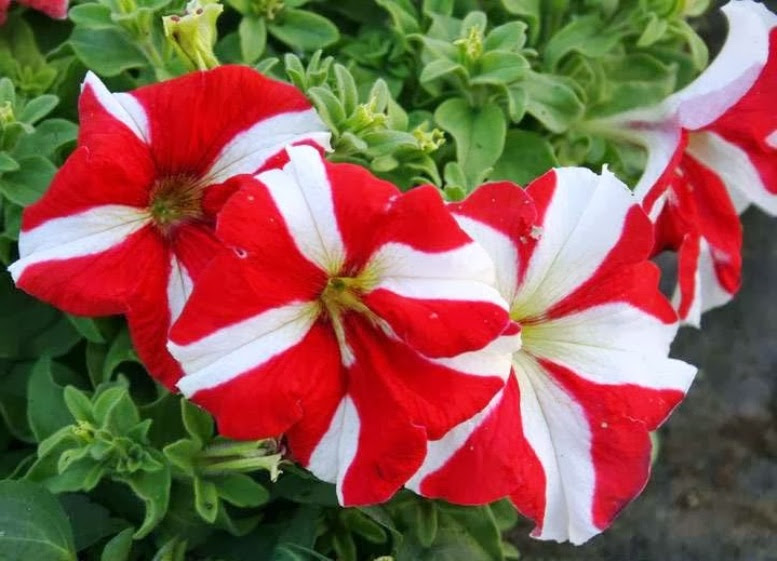 Cara Merawat Bunga  Petunia ngasih com