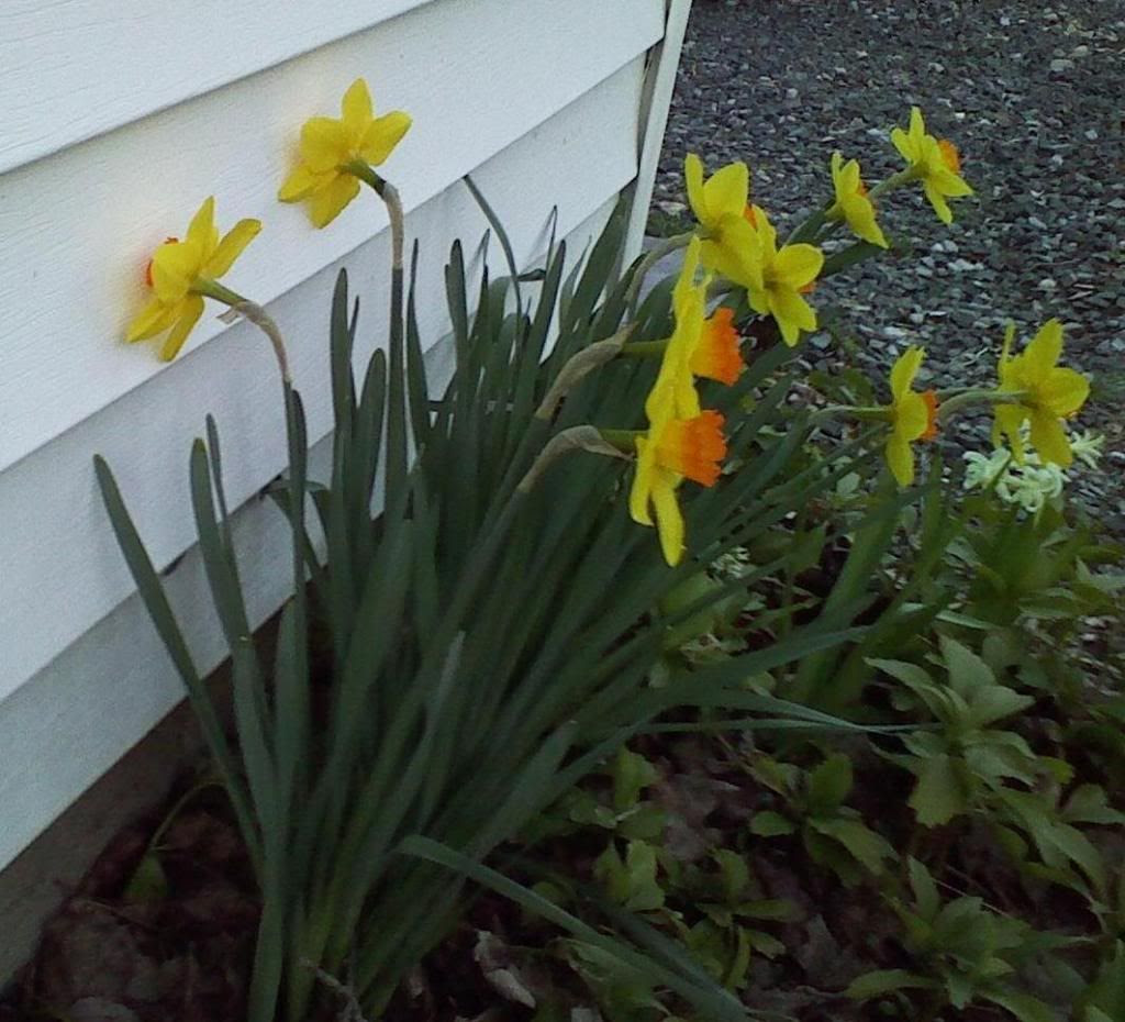 Daffodils turned face in to a garage wall, behind two others facing directly out