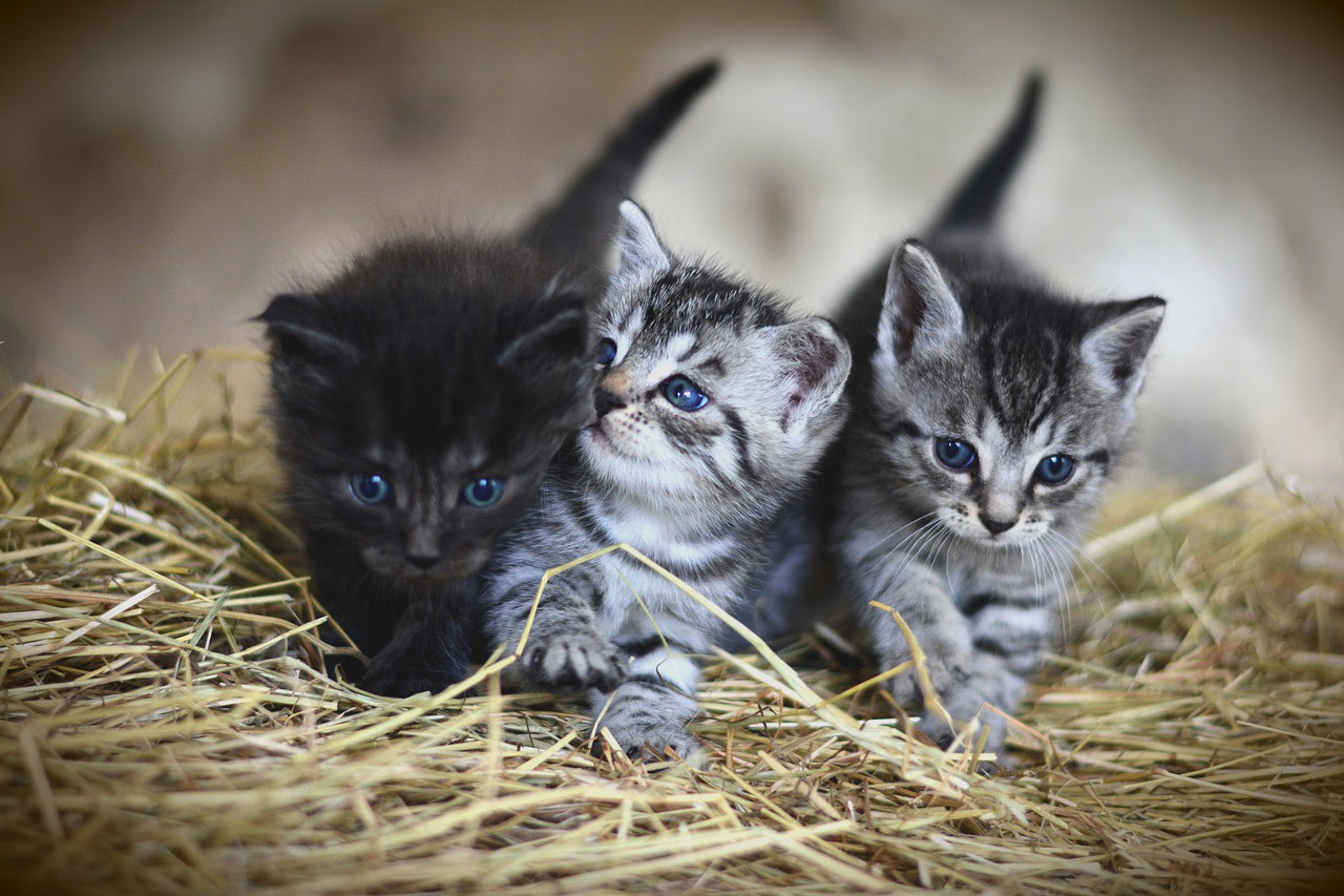 キトンブルーとは 子猫の目の色が青い理由と変化するしくみ