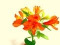 【ベストコレクション】 アストロ メリア 花 341831