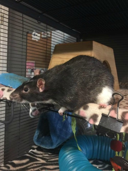 Homemade Rat Food Mix Recipe- ConsumerQueen.com- Oklahoma ...