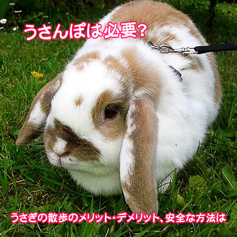 うさんぽは必要 うさぎの散歩のメリット デメリット 安全な方法は