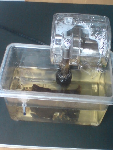 ザリガニ飼育環境 背鰭