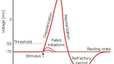 What Best Describes the Resting Membrane Potential