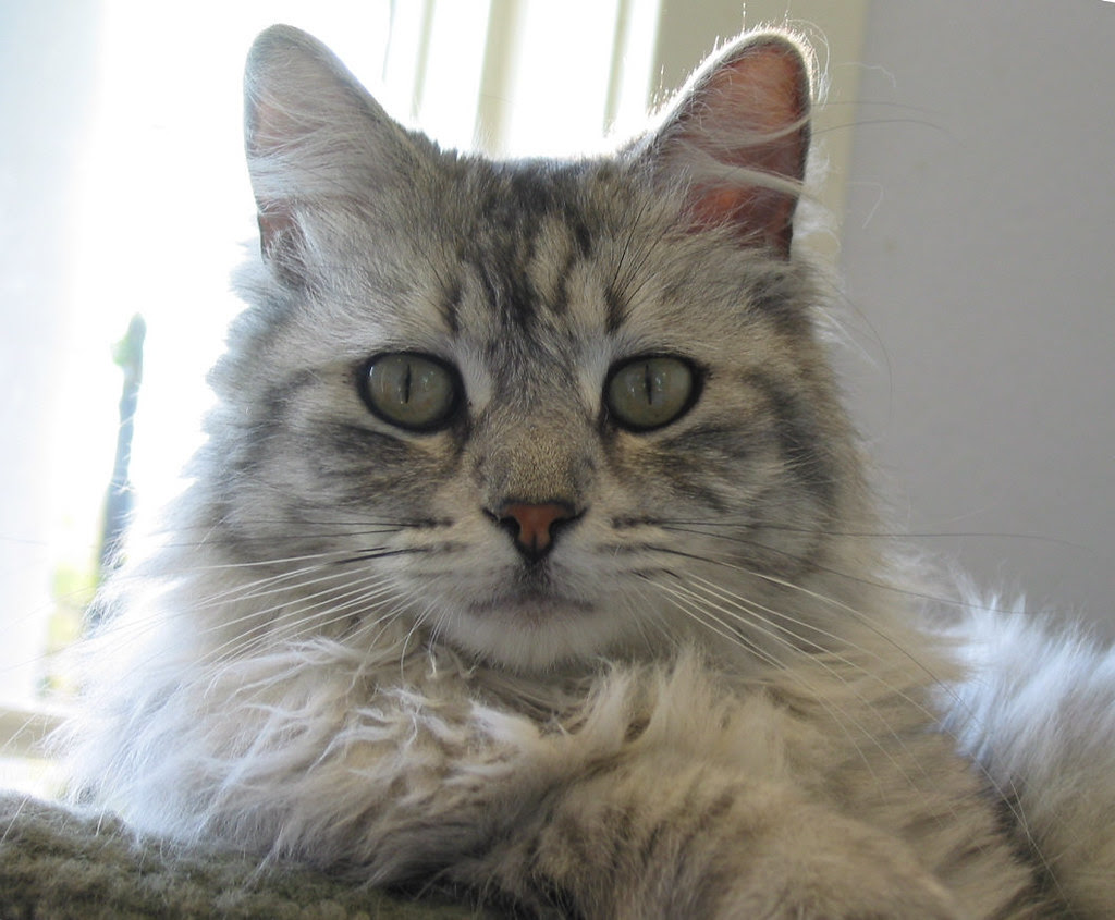 SILVER TABBY CATS : TABBY CATS - 1878 MORGAN SILVER DOLLAR
