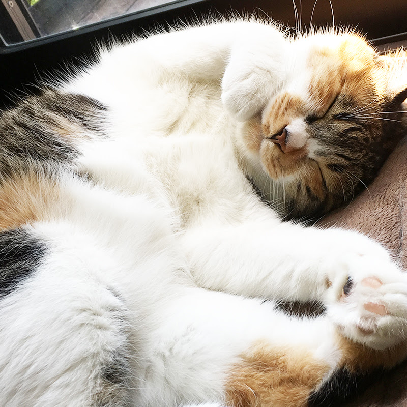 猫がお腹を見せる本当の理由５つ お腹を撫でる時はここに注意