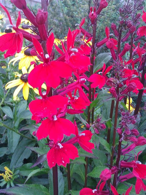 It's hard to know what to plant in the fall. Cardinal Flower, Fan Scarlet (Perennial Lobelia