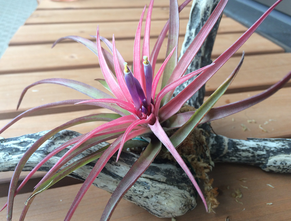 エアープランツの栽培 チランジア ベルティナの開花から子株形成 グリーン インテリア ー 何気ない日々をおもしろく ー