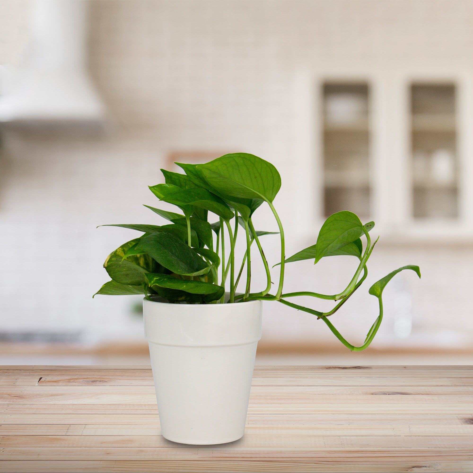 Allen Roth 4 9212 In W X 5 8267 In H White Ceramic Planter In The Pots Planters Department At Lowes Com