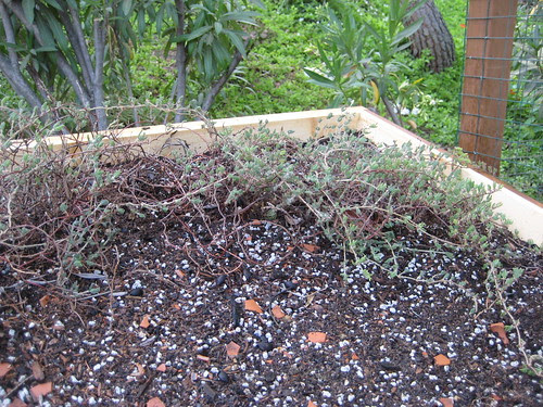 Plants on the roof