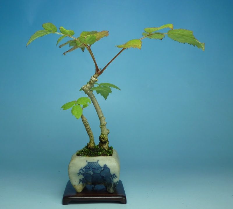 挿し木ヤツデ植え替え 小品盆栽てのり樹工房