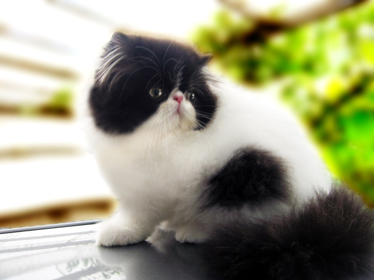 50 Gambar DP BBM Kucing Lucu Imut Gemesin Berbagai Gadget