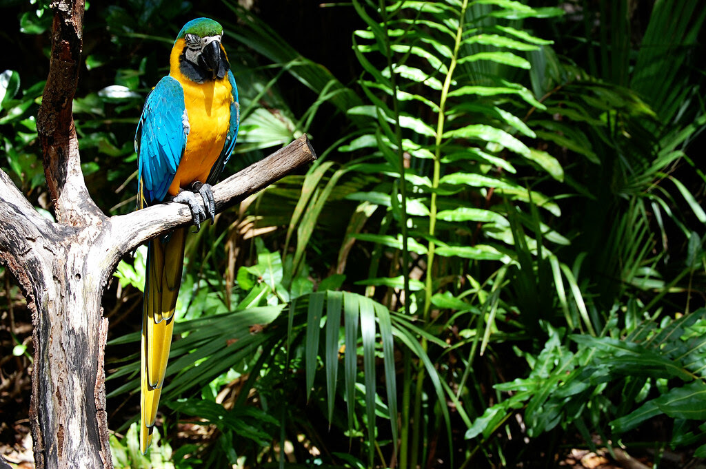 Brevard Zoo