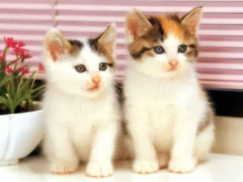 50 Gambar DP BBM Kucing Lucu, Imut & Gemesin | Berbagai Gadget
