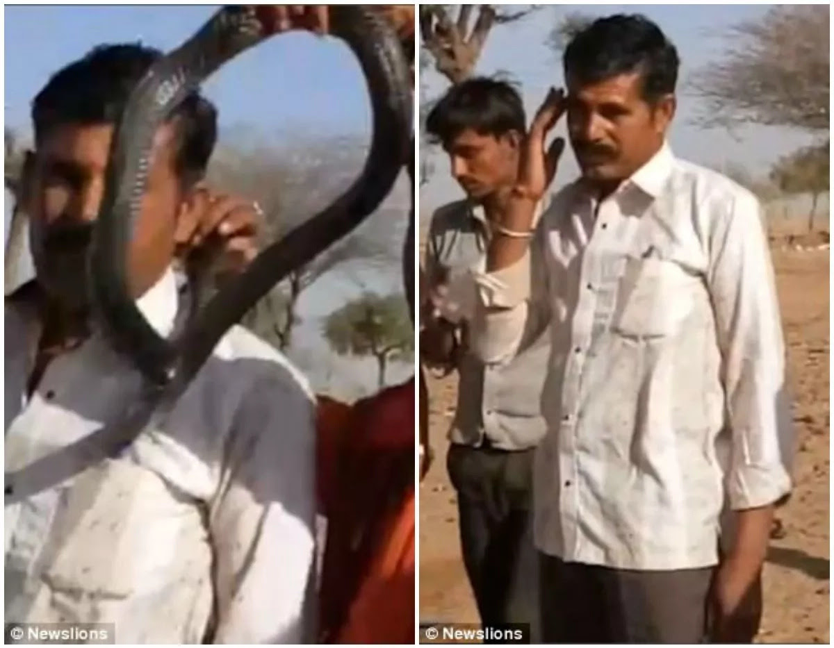 Man BITTEN on the face by cobra while posing for a photo with it, dies "within an hour" (photos, video)