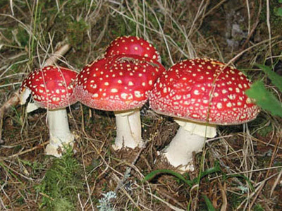 Club Fungi King Of Kingdoms