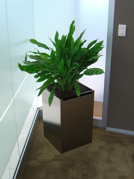 Shrimp plants earned their name from the color and shape of their flowers bracts. Large Indoor Plant Pots Melbourne | Indoor Planters Melbourne
