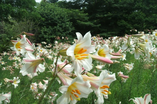 雨あがり 花もいろいろ 百合が原公園