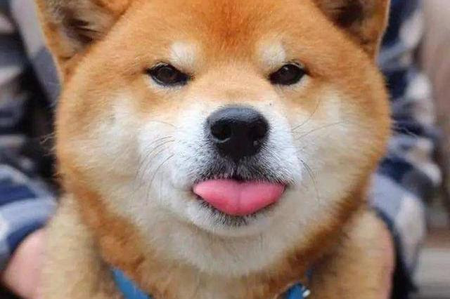 秋田犬和柴犬有什么区别
