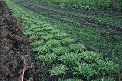 escarole rows