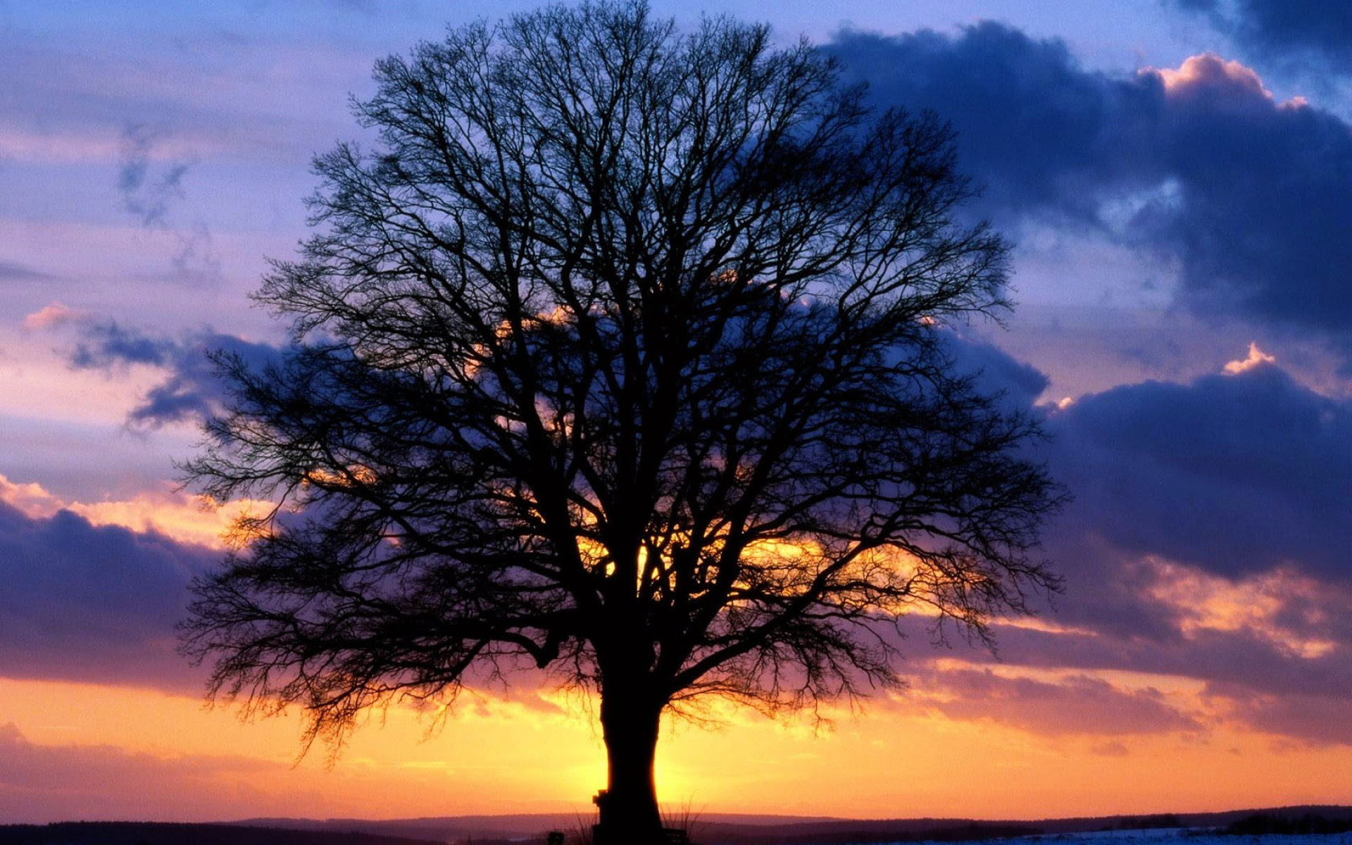 Die 62 Besten B ume Hintergrundbilder Die 62 Besten B ume Hintergrundbilder