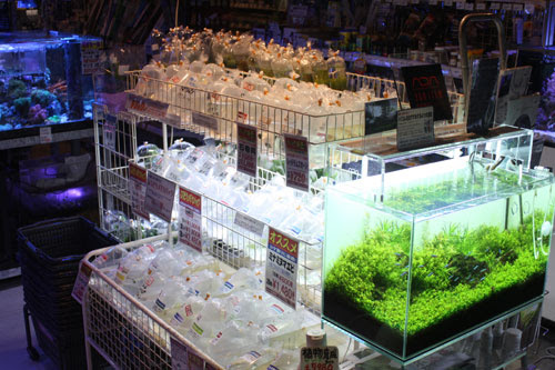 新宿店 店内写真 熱帯魚ショップパウパウアクアガーデン